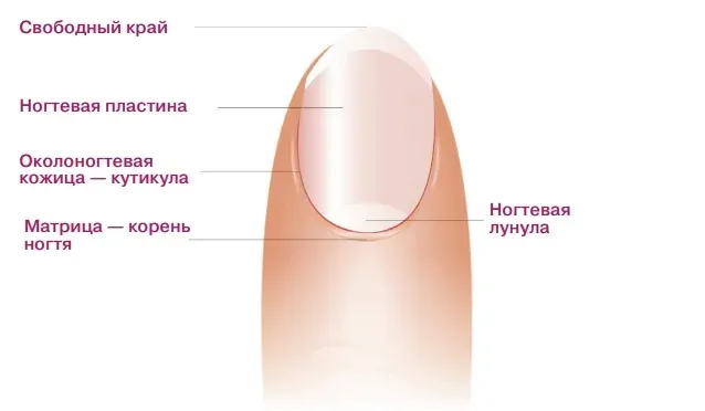 Строение и типы ногтей